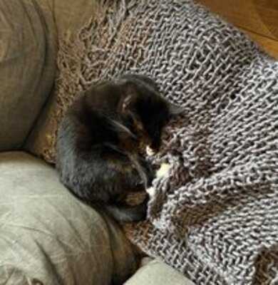 Java Whiskers - Westfield White City