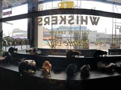 Java Whiskers - Westfield White City