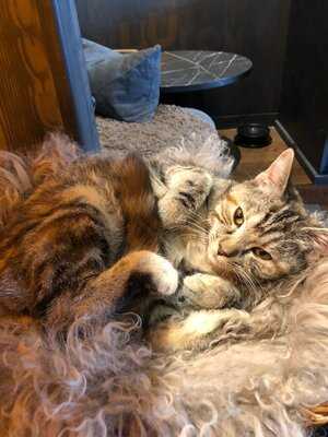 Java Whiskers - Westfield White City