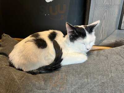 Java Whiskers - Westfield White City