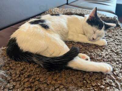 Java Whiskers - Westfield White City