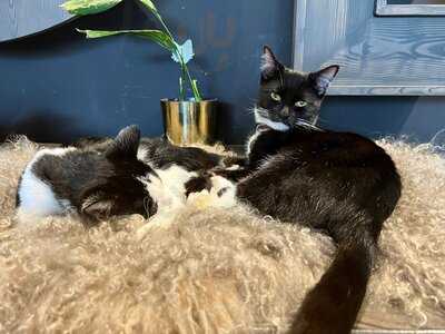 Java Whiskers - Westfield White City