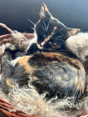 Java Whiskers - Westfield White City