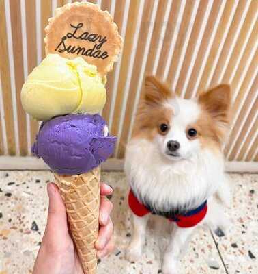 Lazy Sundae - Windsor