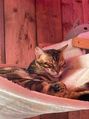 Purr Cafe