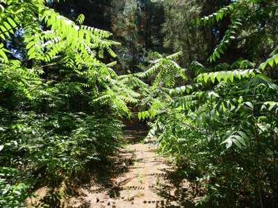 Ταβέρνα Μένιος