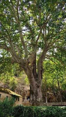 Οι Πρόποδες