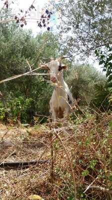 Εστιατόριο Ταβέρνα