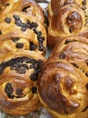 Ρίζος Ελαία