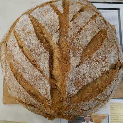 Ρίζος Ελαία