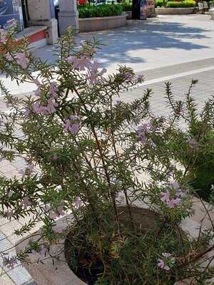 Restauracija Konavoka