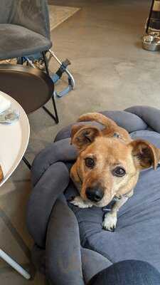 The Dog Bakery Budapest