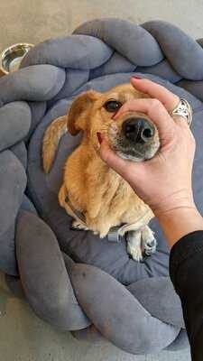 The Dog Bakery Budapest