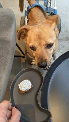 The Dog Bakery Budapest