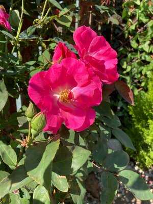 The Gastrobar At The Schoolhouse