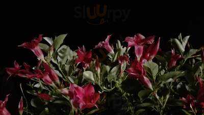 Foto 59911296