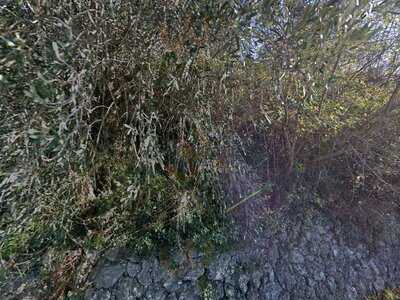 Foto 61118571