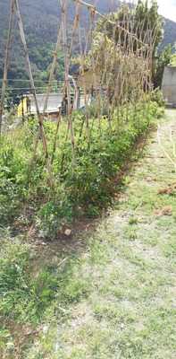 Foto 68732665