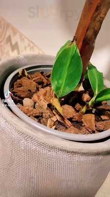 Foto 61681406