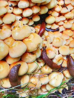 Gasterij  De Oostvaarders