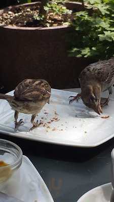 Huiskamercafé Fluitekruid
