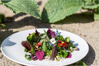 Cottontree City By Dimitri