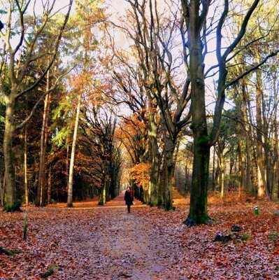 Brasserie Zonnestraal