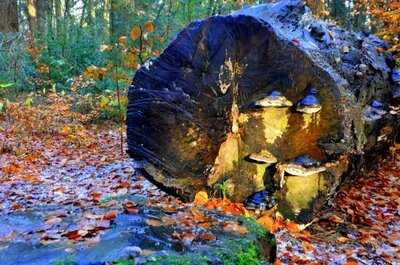 Brasserie Zonnestraal