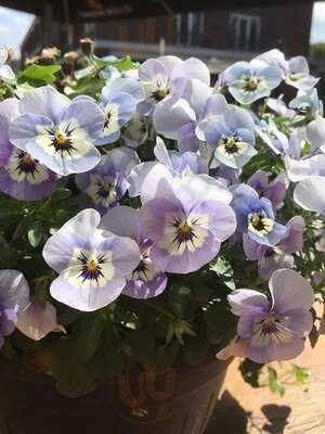 Bakkerij Neplenbroek