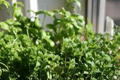 Smoothie Club Tiemon