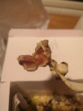 Nesbru Kebab