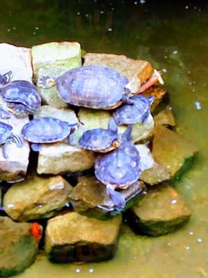 Pizzeria Chata Pirata