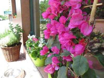 Tulsi Indyjska Restaracja  Warszawa - Mokotow