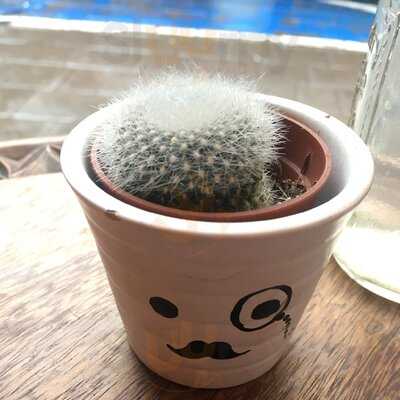 Kawa - Zwierzyniecka