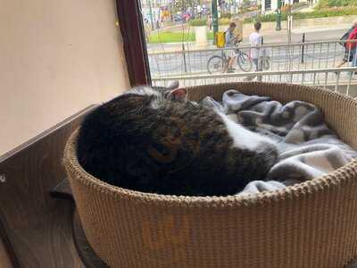 Kocia Kawiarnia Kociarnia