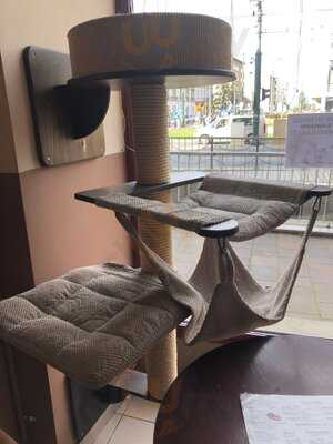 Kocia Kawiarnia Kociarnia