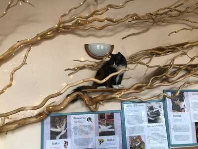 Kocia Kawiarnia Kociarnia