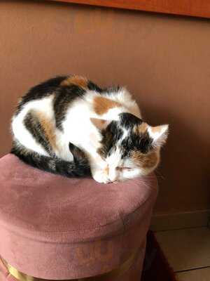 Kocia Kawiarnia Kociarnia