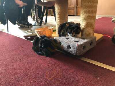 Kocia Kawiarnia Kociarnia