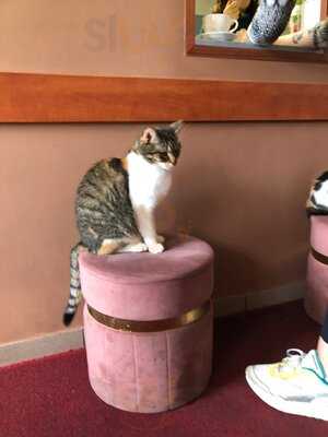 Kocia Kawiarnia Kociarnia