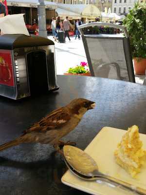 Coctail Bar Witaminka