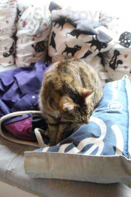 Biały Kot Kocia Kawiarnia