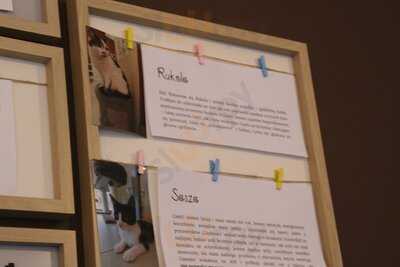 Biały Kot Kocia Kawiarnia