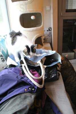 Biały Kot Kocia Kawiarnia