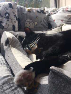 Biały Kot Kocia Kawiarnia