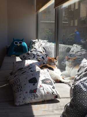 Biały Kot Kocia Kawiarnia