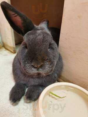 Bunny Cafe