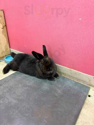 Bunny Cafe