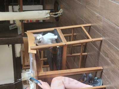 Kocia Kawiarnia Kociarnia - Karmelicka