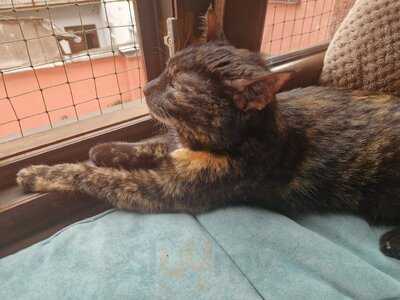 Kocia Kawiarnia Kociarnia - Karmelicka